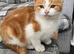 Ginger male