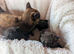 Gorgeous very Fluffy Chocolate Kittens, part Savannah part British Blue
