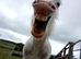 Sale or swap stunning tgca cob filly