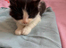 Female Kitten