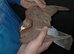 Chocolate Melueman Racing Pigeons RPRA Rung 4