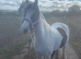 Kids pony (LOKI)