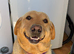Girl labrador puppy
