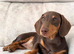 2 x Female Minature Dachshund for sale