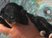 F1 small mini cockapoos various colours 30 dna health tested clear
