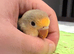 Silly tame 10 weeks young handreared baby lovebird