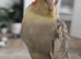 Baby cockatiel