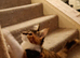 Maine Coon Kittens