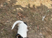 Jack Russell boy