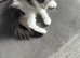 Ragdoll kitten