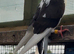 Galatz Roller Breeding pair