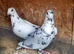 Grizzle racing pigeons for sale