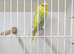 Baby budgie for sale