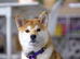 Shiba Inu KC registered  puppy looking for forever home