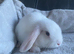 Mini lop litter. Ready now