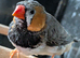 Black breasted split orange breasted