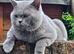 Beautiful British short hair kittens