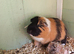 4 baby guinea pigs