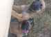 Belgium malinois puppies