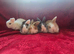 5 stunning babys ready to leave NOW