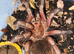 P. Machalla Purple Bloom Tarantula