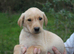 Kennel Club Registered Labrador Puppies &ndash; Working Lines