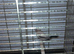 Silver Bill