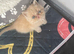 Persian/exotic kittens