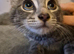 Beautiful Shy Female Kitten
