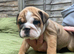AMAZING CHUNKY BRITTISH BULLDOG PUPPIES