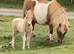 SPSBS Palomino and White colt