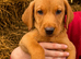 Labrador pups from working lines