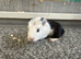 1 smooth boar 1 aby boar
