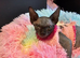 Beautiful Sphynx