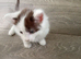 Five very cute kittens
