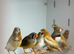 Zebra finches
