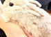Last boy remaining!! Chocolate carrier mini lop babies