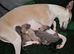 Whippets crossed Italian greyhound