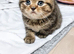 Kitty for sale 4 boys