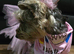 Yorkshire Terrier pups ready 24th June