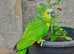 I have blue Amazon parrot his name vandow full talking no flying full friendly full hand train and my vendow very lovely bird