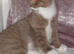 Rare Cinnamon British Shorthair