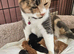 Stunning kittens ready to leave now