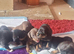 8 adorable dachshund x puppies