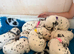 2 female Dalmatian puppies