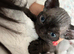 Devon Rex kittens
