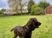 Gorgeous cocker spaniel puppies
