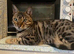 Gorgeous 3 year old bengal