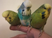 Tame budgies