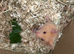 Syrian Hamster Baby Boys - Ready Now